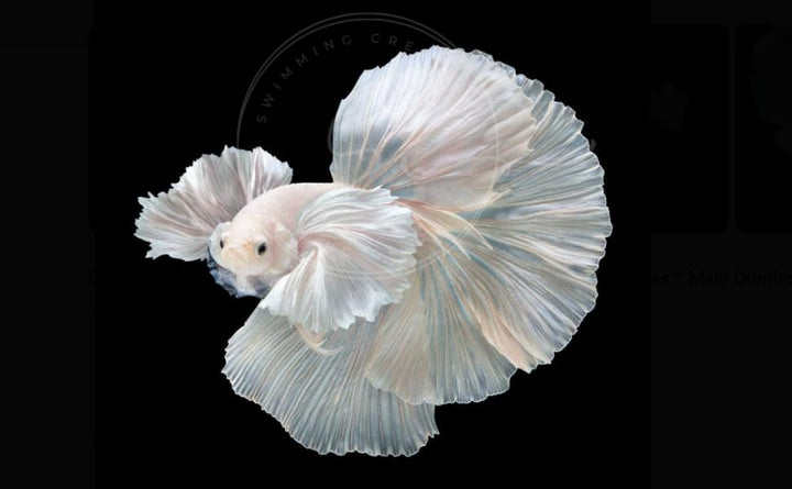 Swimming Creatures™ Betta Live Freshwater Aquarium Fish (Male Dumbo Ear White)
