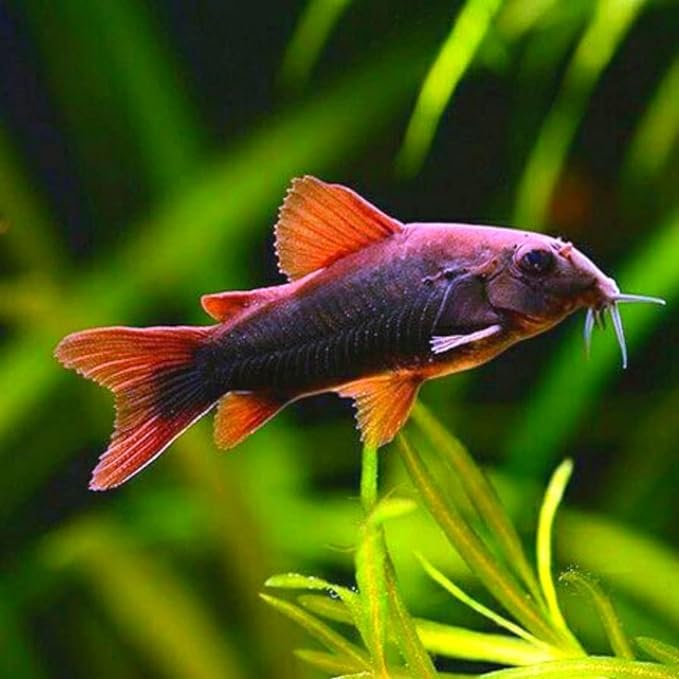 Black Venezuelan Cory Catfish (Pack of 3 Fish) Aquarium Exotic Freshwater Live Fish