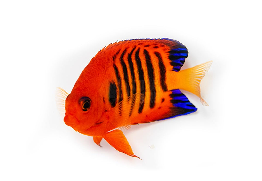 Flame Angelfish Live Saltwater Reef Aquarium Fish Bright Red Orange Marine Species Black Stripe Pattern Active Swimmer for Reef Tank Setup Compatible with Rock Structure Systems