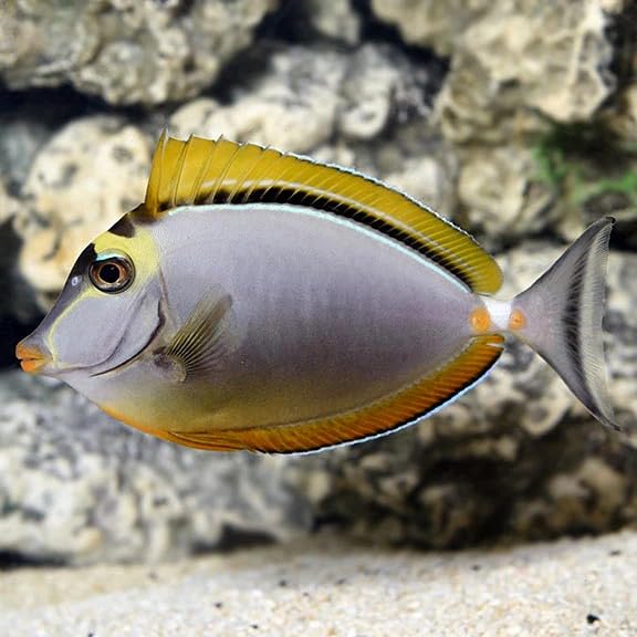 Blonde Naso Tang Live Saltwater Reef Aquarium Fish 2.5-3 Inch Marine Species Light Gray Body Yellow Accents Elegant Swimmer for Large Tank Setup Compatible with Marine Systems