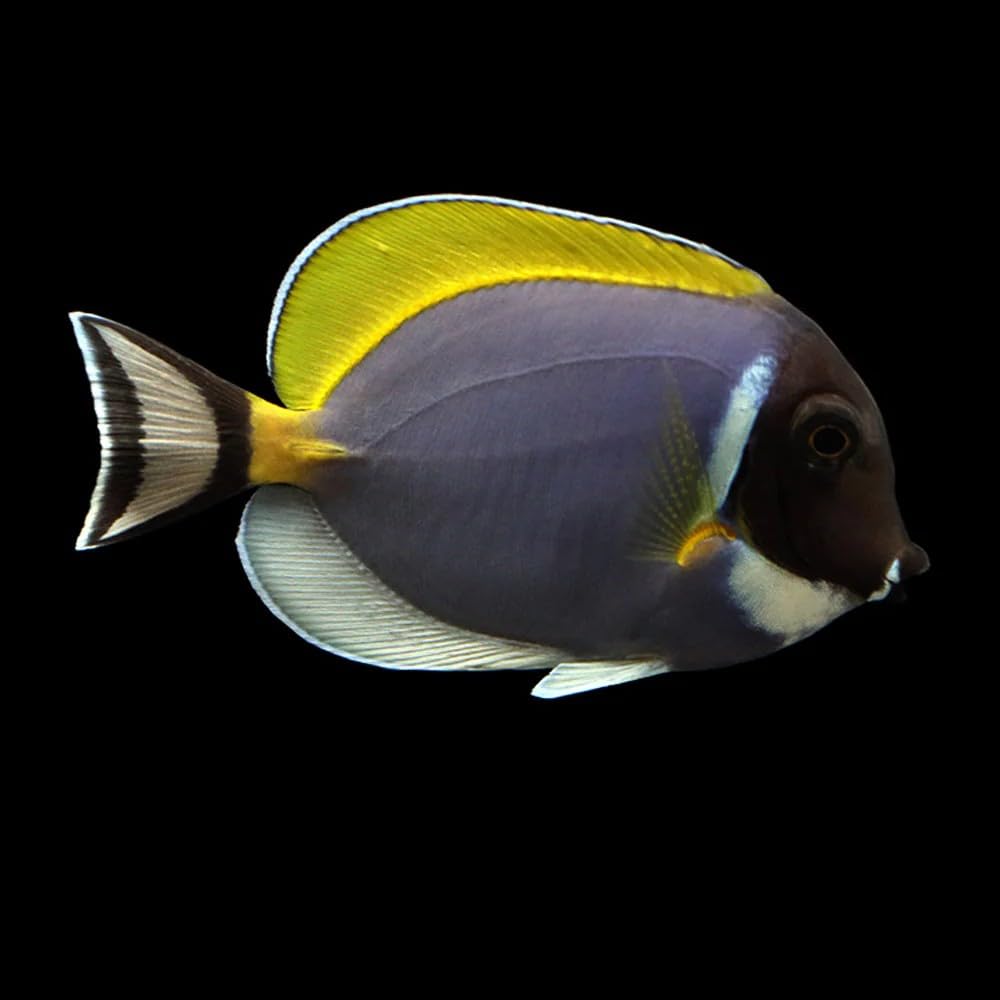 Powder Blue Tang Live Saltwater Reef Aquarium Fish 3-4 Inch Marine Species Bright Blue Yellow Fin Active Swimmer for Large Tank Setup Compatible with Rock Structure Aquariums