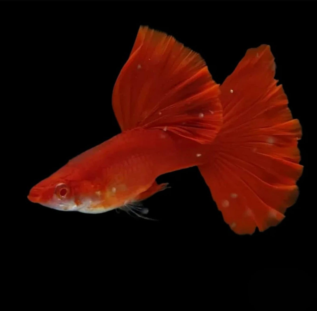 1 Pair (1 Male + 1 Female)