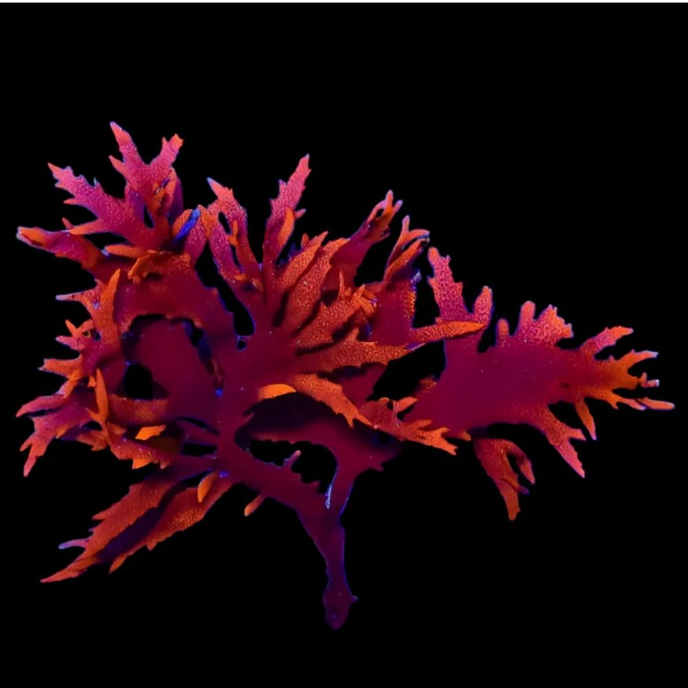 Saltwater Aquarium Macro Algae - 4 Pack Bundle (Hayi, Ogo, Chaeto, Dragons Breath)