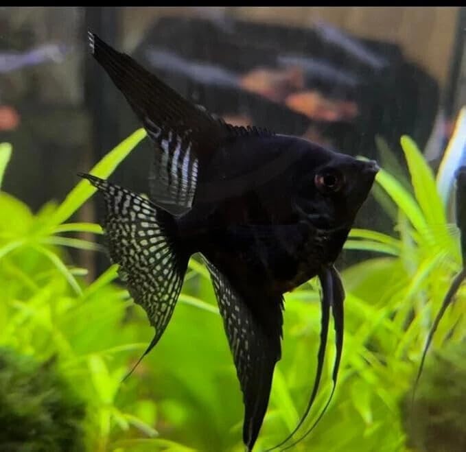 Santboz 6-Pack Angelfish – 2 Black, 2 Gold, 2 Koi (1.5–2 Inch) – Live Freshwater Aquarium Fish – Colorful Mixed Variety Pack – Peaceful Community Cichlids – Elegant Long-Fin Angels for Planted Tanks