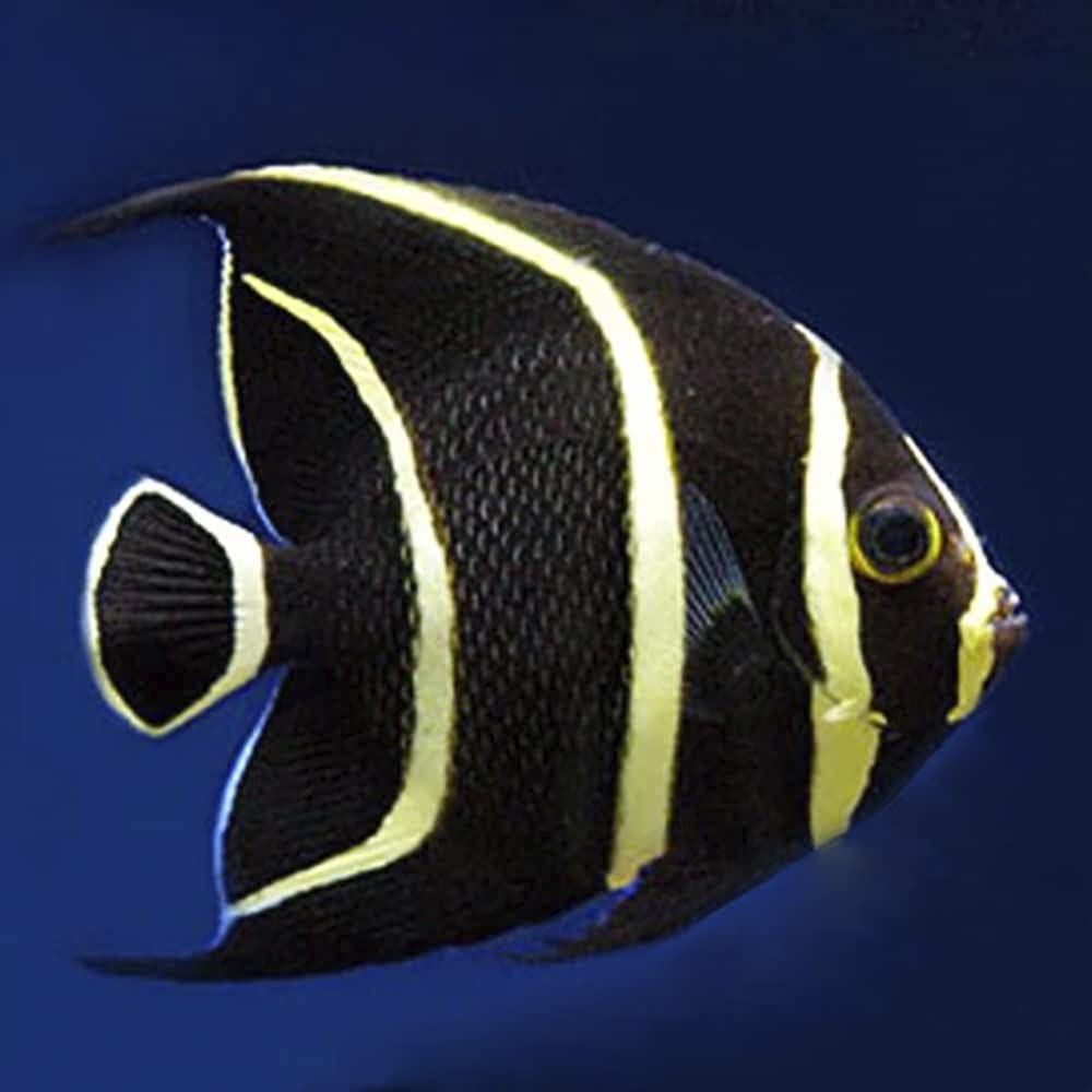 French Angelfish - Live Saltwater Aquarium Fish