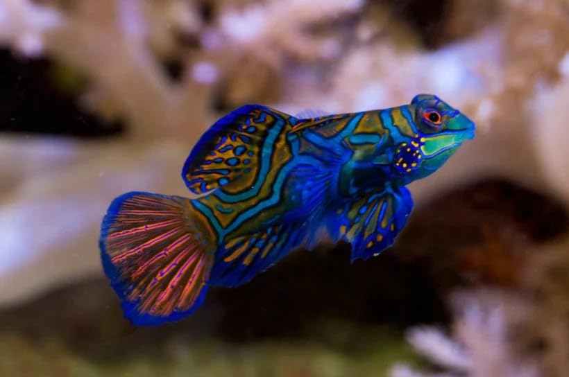 Green Mandarin Goby Live Saltwater Reef Aquarium Fish Bright Colors Marine Species Unique Pattern Peaceful Addition for Reef Tank Setup Suitable for Established Marine Systems