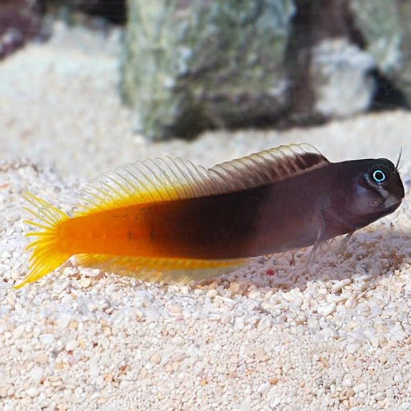 Bicolor Blenny Live Saltwater Reef Aquarium Fish 2-3 Inch Marine Species Two Tone Dark Orange Body Active Perching Fish for Reef Tank Setup Compatible with Rock Structure Systems