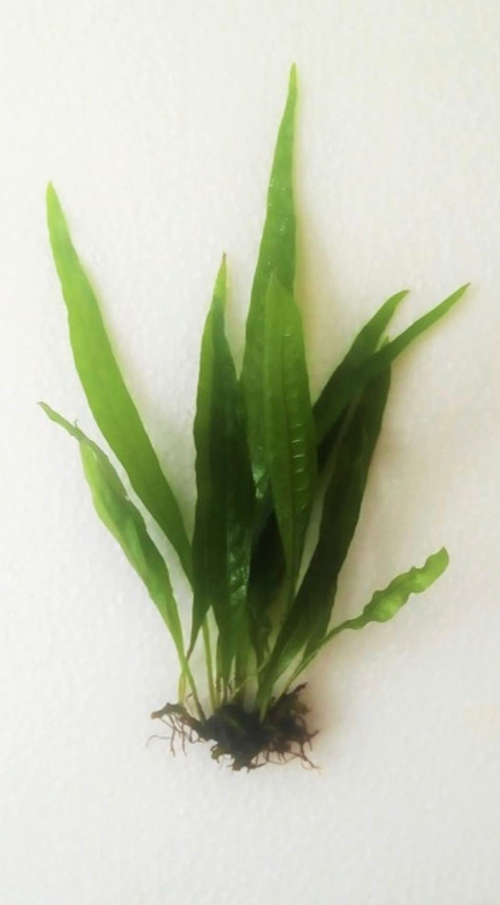 Java Fern and Anubias Aquarium Plant Bundle - Live Freshwater Plants for Aquascaping, Low Maintenance, Easy Beginner Friendly Decor for Fish Tank