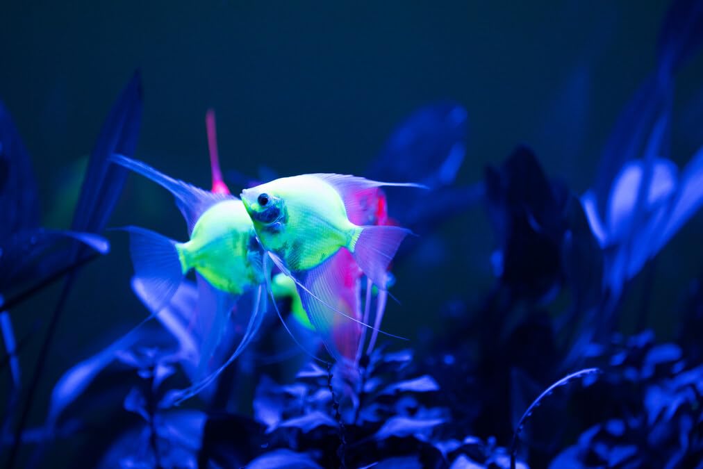 Electric Green Angelfish Live Fish Freshwater Fish Aquarium 2-2.5 Inch Rare