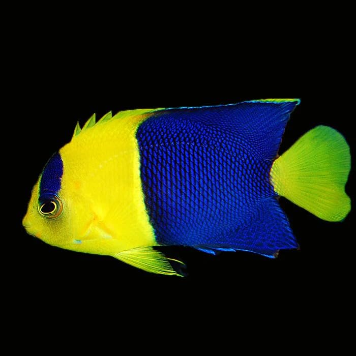 Bicolor Angelfish Live Saltwater Reef Aquarium Fish Yellow Blue Marine Species Half Color Pattern Active Swimmer for Reef Tank Setup Compatible with Rock Structure Marine Systems