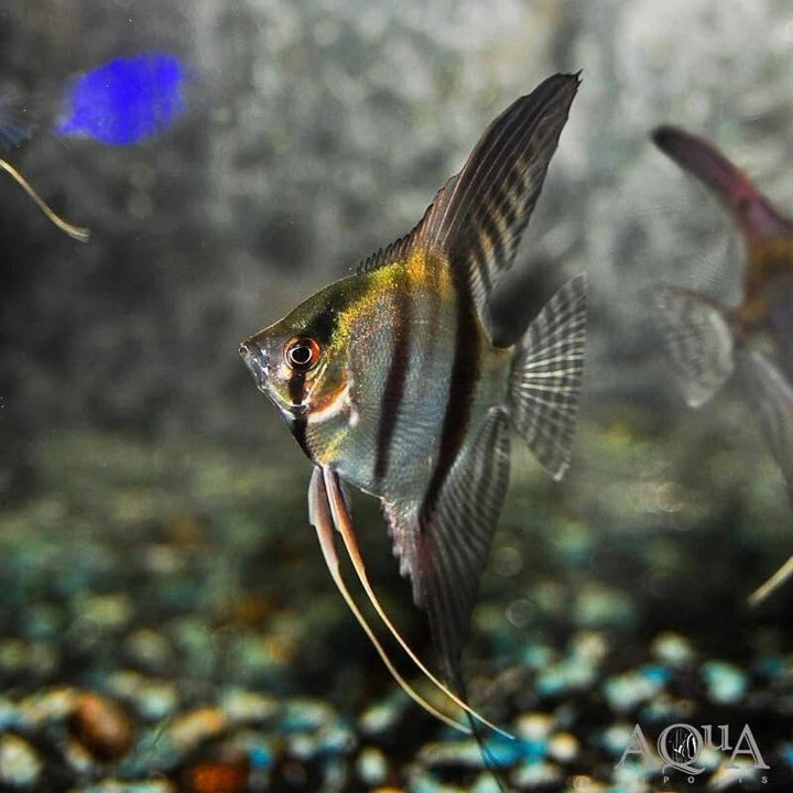 4-Pack Mixed Fancy Angelfish 1.5–2” Body – Live Freshwater Aquarium Fish – Colorful Freshwater Angels for Community Tanks.