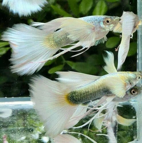 Live Fancy Guppy Fish Premium Quality Platinum White XL Size, 2 (1 Male + 1 Female)