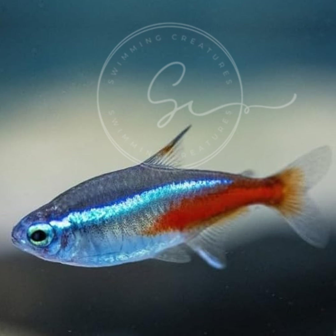 Swimming Creatures™ 15 Florida-Raised Neon Tetra (Paracheirodon innesi) Freshwater Aquarium Fish Live (Approx. Size 1.5-2 cm) (15)