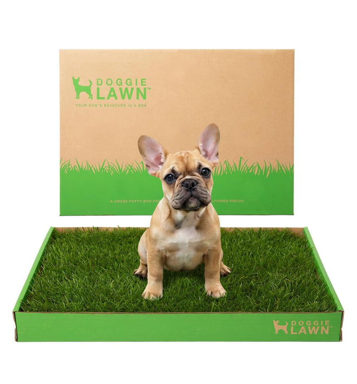 DoggieLawn Real Grass Puppy Pads, Indoor Potty for Apartments, Standard 24x16