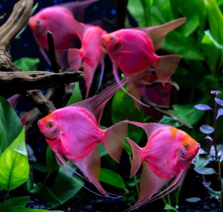 Santboz Starfire Red Angelfish Live Fish Freshwater Fish Aquarium 1-1.5 Inch. Brilliant Color Elegant Finnage Peaceful Community Tropical Cichlid Graceful
