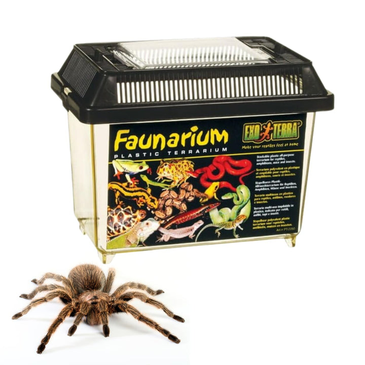 Exo Terra Faunarium Small Plastic Reptile Terrarium &amp; Transport Container