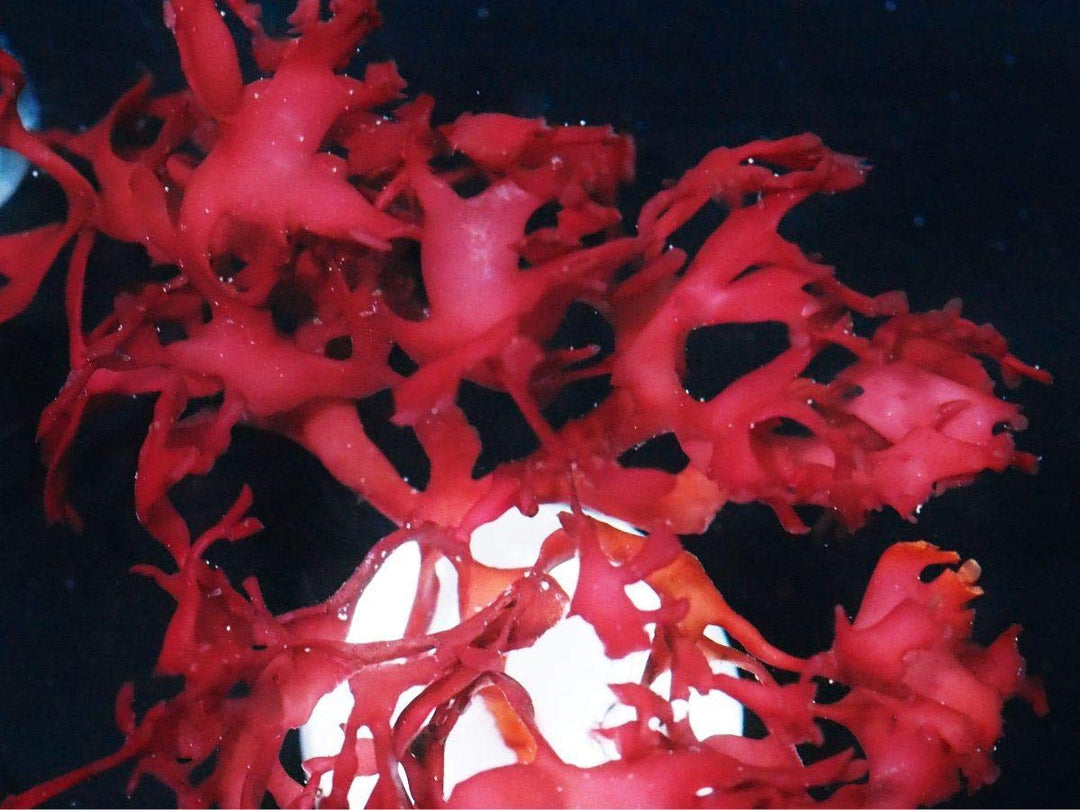 Generic Live Red Dragon Breathe Frag Marine Macro Algae Saltwater Reef Refugium Aquatic