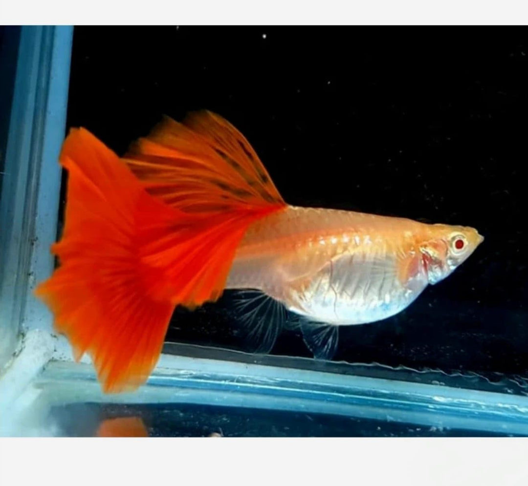 1 Pair (1 Male + 1 Female)