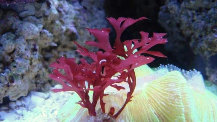 Live Saltwater Plant Red Gracilaria Hayi Red Bush Macro Algae Reef Refugium Coral Saltwater - 1 Inch Frag