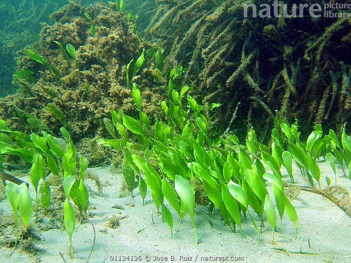 Generic, Live Caulerpa Prolifera Macro Algae Saltwater Reef Marine Refugium