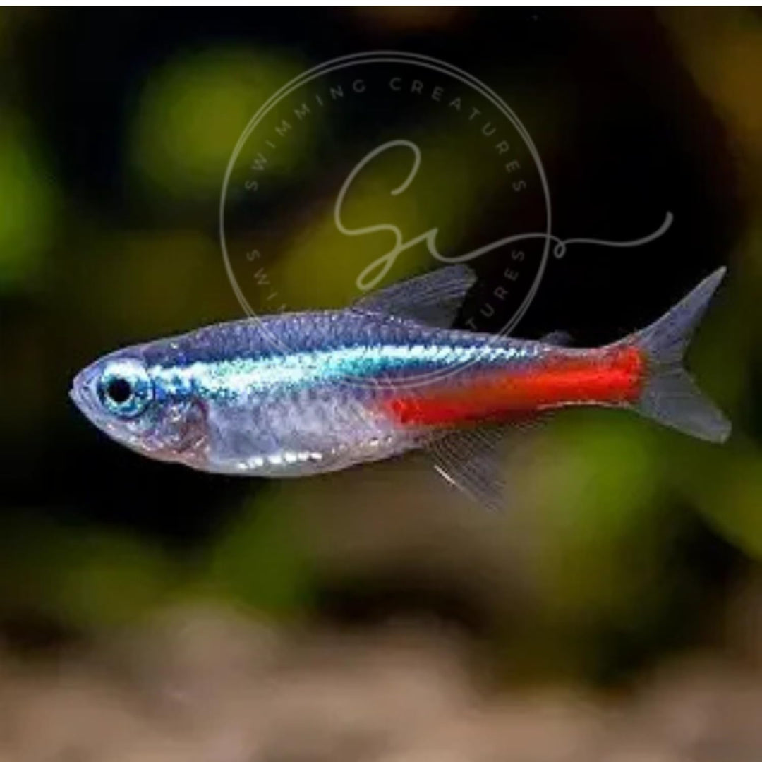 Swimming Creatures™ 15 Florida-Raised Neon Tetra (Paracheirodon innesi) Freshwater Aquarium Fish Live (Approx. Size 1.5-2 cm) (15)
