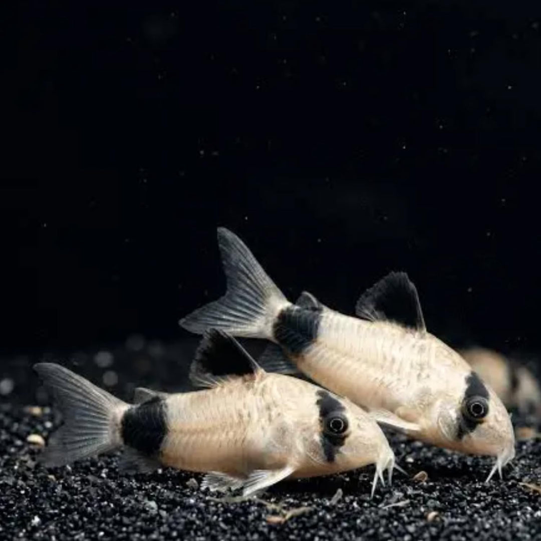 Swimming Creatures™ 5 Panda Cory Catfish Live Fish – Corydoras Panda – Peaceful Freshwater Bottom Dweller for Community Aquariums, Tank Raised Aquarium Fish