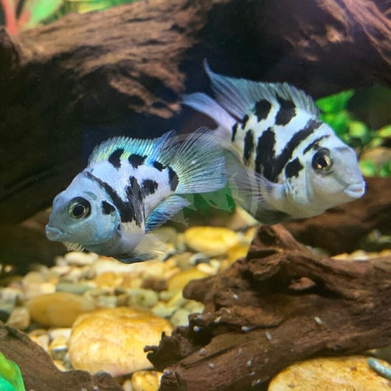 2-Pack Blue Tiger Parrot Cichlid 1” Live Freshwater Aquarium Fish Rare Hybrid with Vibrant Blue-Gray Body &amp; Orange Highlights Peaceful, Hardy, and Colorful Cichlids for Community or Planted Tanks