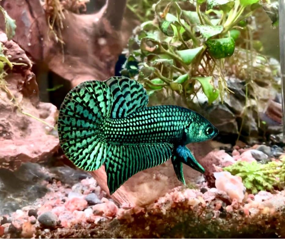 D&amp;A Tropical Live Fish-1 Male Wild Betta Alien Live Fish- Live Betta Fish for Pond, Fish Tank or Aquarium, Live Fish Freshwater (Green Moscow)
