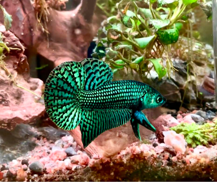 D&amp;A Tropical Live Fish-1 Male Wild Betta Alien Live Fish- Live Betta Fish for Pond, Fish Tank or Aquarium, Live Fish Freshwater (Green Moscow)