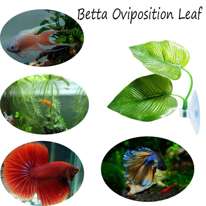 CousDUoBe 2 Pack Betta Fish Leaf Pad Improves Betta&