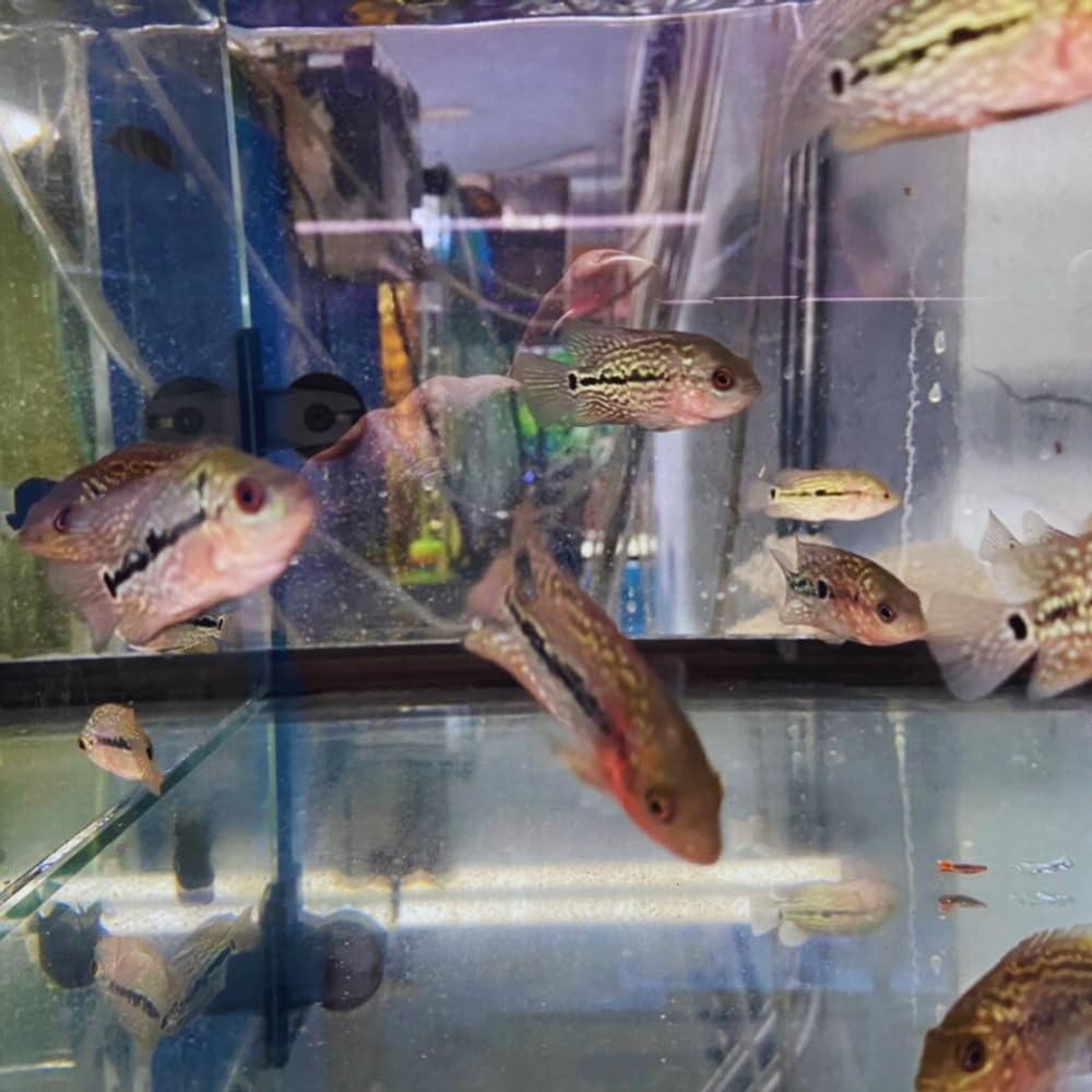 Aquaticheavens Red Dragon Flowerhorn Cichlid Juvenile 2″ - Live Fish for Aquarium Exotic Freshwater Live Fish, Live Aquarium Fish, Live Fish, Live Cichlid Freshwater Fish Freshwater Fish