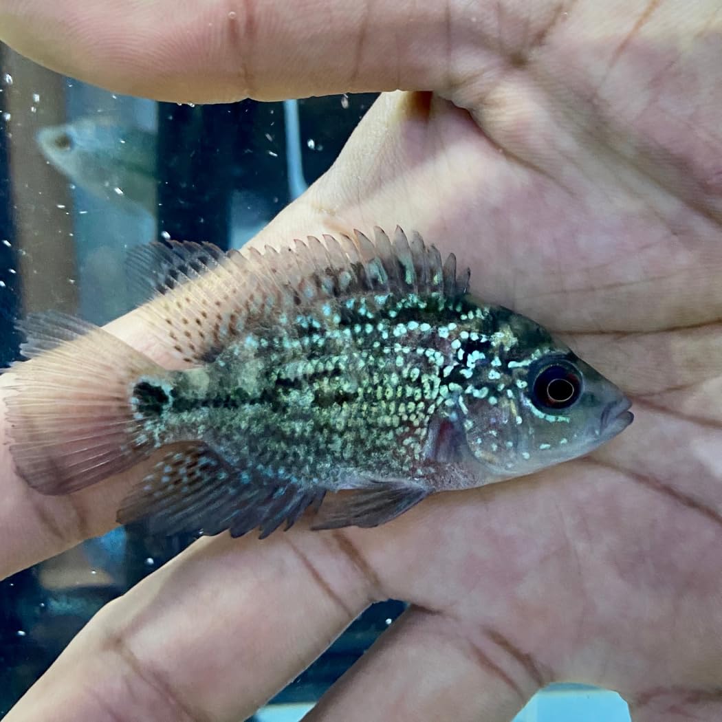 Aquaticheavens Red Dragon Flowerhorn Cichlid Juvenile 2″ - Live Fish for Aquarium Exotic Freshwater Live Fish, Live Aquarium Fish, Live Fish, Live Cichlid Freshwater Fish Freshwater Fish