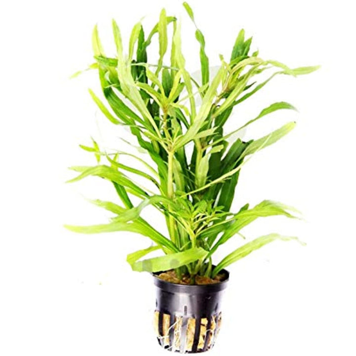 Mainam Pogostemon Octopus Potted Beginner Freshwater Live Aquarium Aquatic Plants Decorations for Fish Tank Aquascape