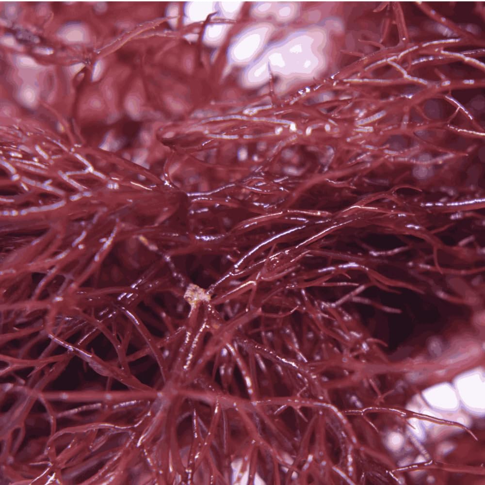 Saltwater Aquarium Macro Algae - 4 Pack Bundle (Hayi, Ogo, Chaeto, Dragons Breath)