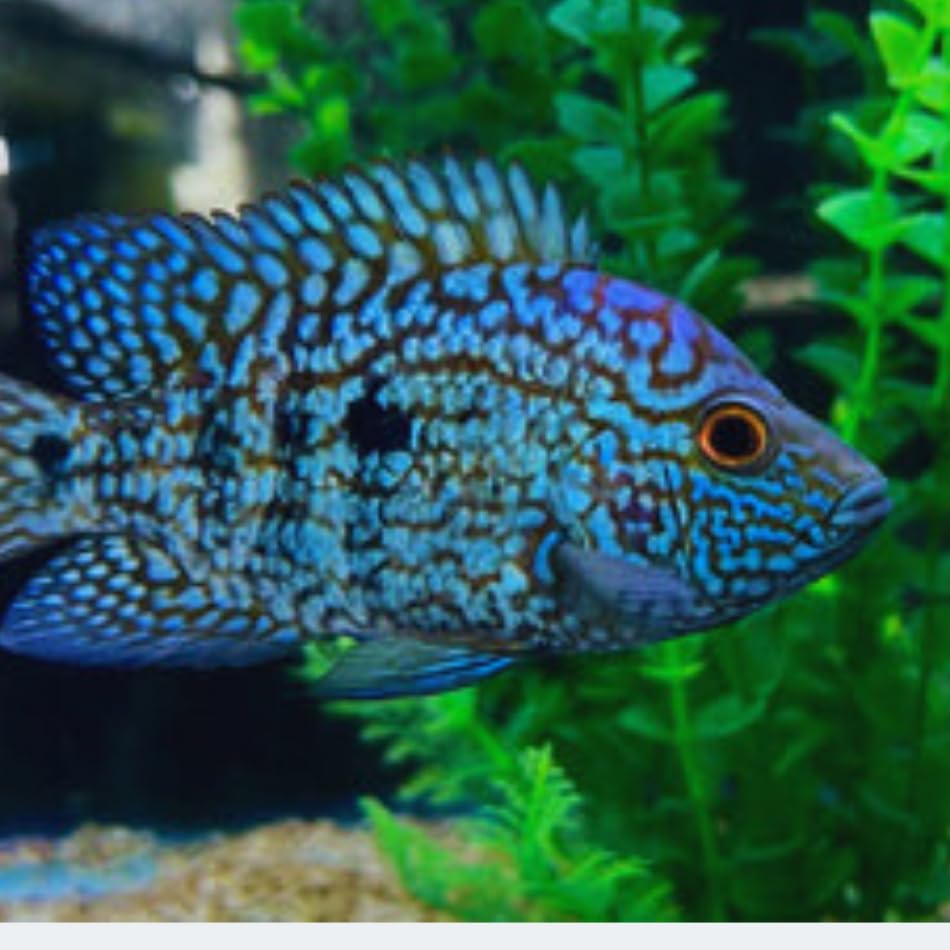 Electric Blue Carpintis Cichlid 1,5" Juveniles (2 Fish Pack) - Live Fish for Aquarium Exotic Freshwater Live Fish, Live Aquarium Fish, Live Fish