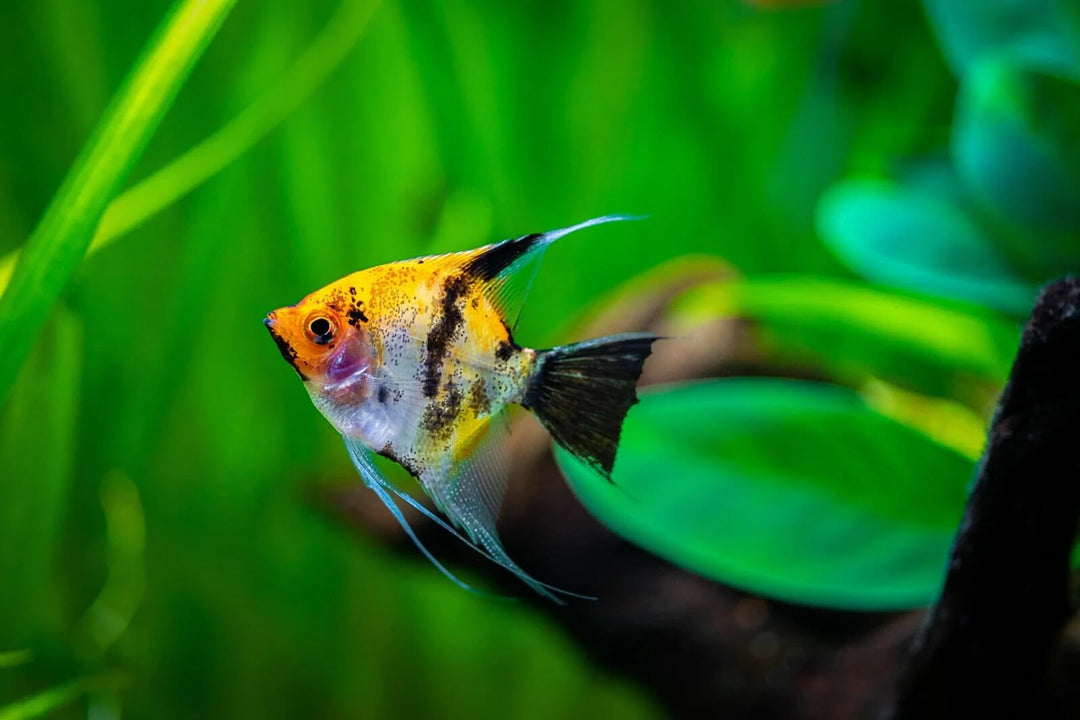 Santboz 6-Pack Angelfish – 2 Black, 2 Gold, 2 Koi (1.5–2 Inch) – Live Freshwater Aquarium Fish – Colorful Mixed Variety Pack – Peaceful Community Cichlids – Elegant Long-Fin Angels for Planted Tanks