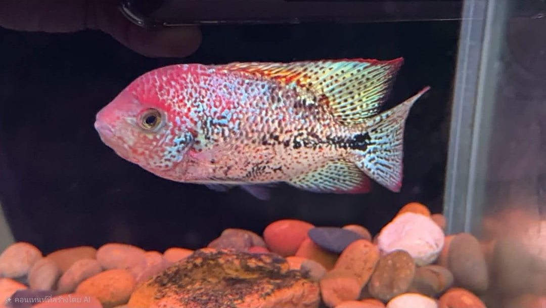 Andaman Aquatics Rainbow Hybrid Vieja Cichlids Flower Horn Live Fish FH2