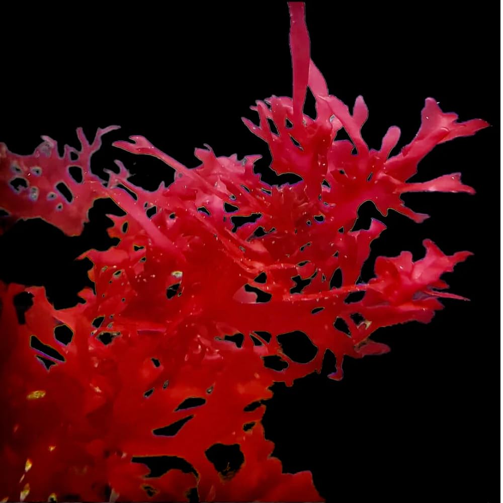 Saltwater Aquarium Macro Algae - 4 Pack Bundle (Hayi, Ogo, Chaeto, Dragons Breath)