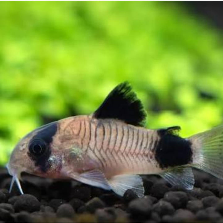 Swimming Creatures™ 5 Panda Cory Catfish Live Fish – Corydoras Panda – Peaceful Freshwater Bottom Dweller for Community Aquariums, Tank Raised Aquarium Fish