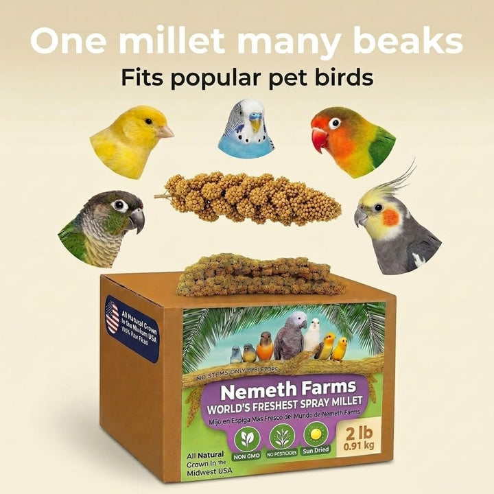 Nemeth Farms Spray Millet - Edible Tops Only, Non-GMO and Sun-Dried - 2 lbs for Cockatiels, Lovebirds and Budgies