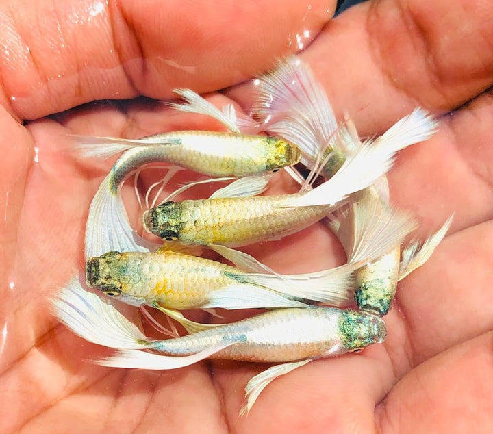 Live Fancy Guppy Fish Premium Quality Platinum White XL Size, 2 (1 Male + 1 Female)
