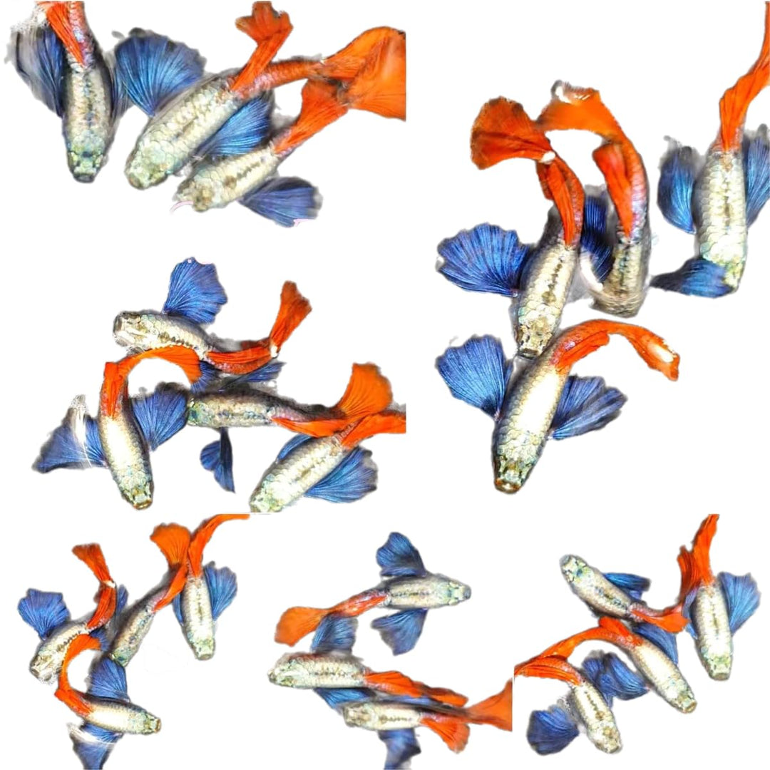 Albino Metal White Guppy, Size Ready to Breed 1 Pair