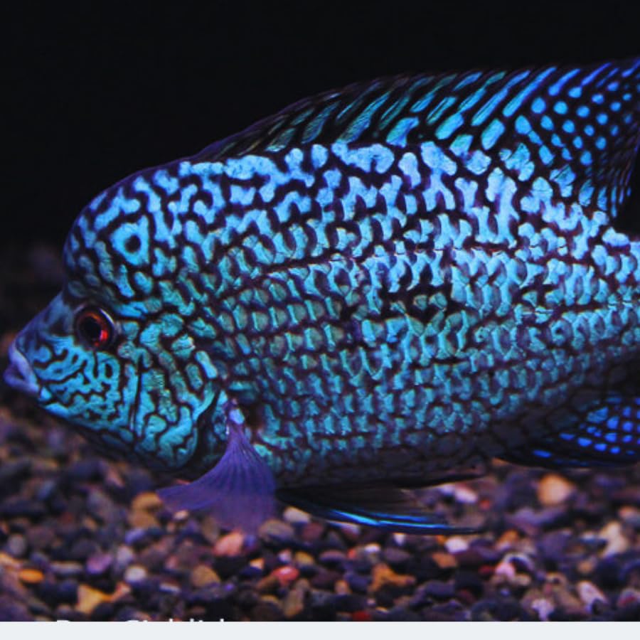 Electric Blue Carpintis Cichlid 1,5" Juveniles (2 Fish Pack) - Live Fish for Aquarium Exotic Freshwater Live Fish, Live Aquarium Fish, Live Fish