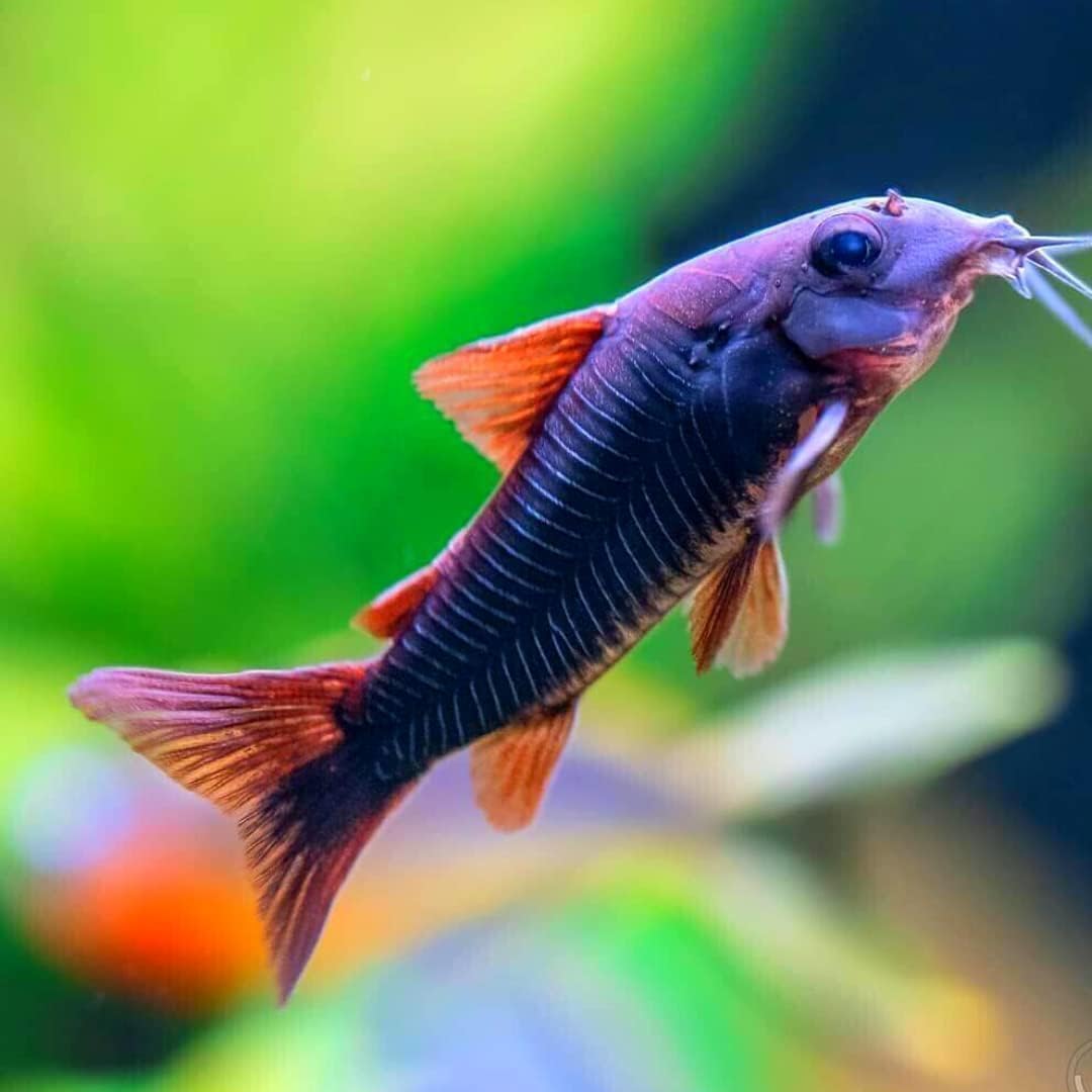 Black Venezuelan Cory Catfish (Pack of 3 Fish) Aquarium Exotic Freshwater Live Fish