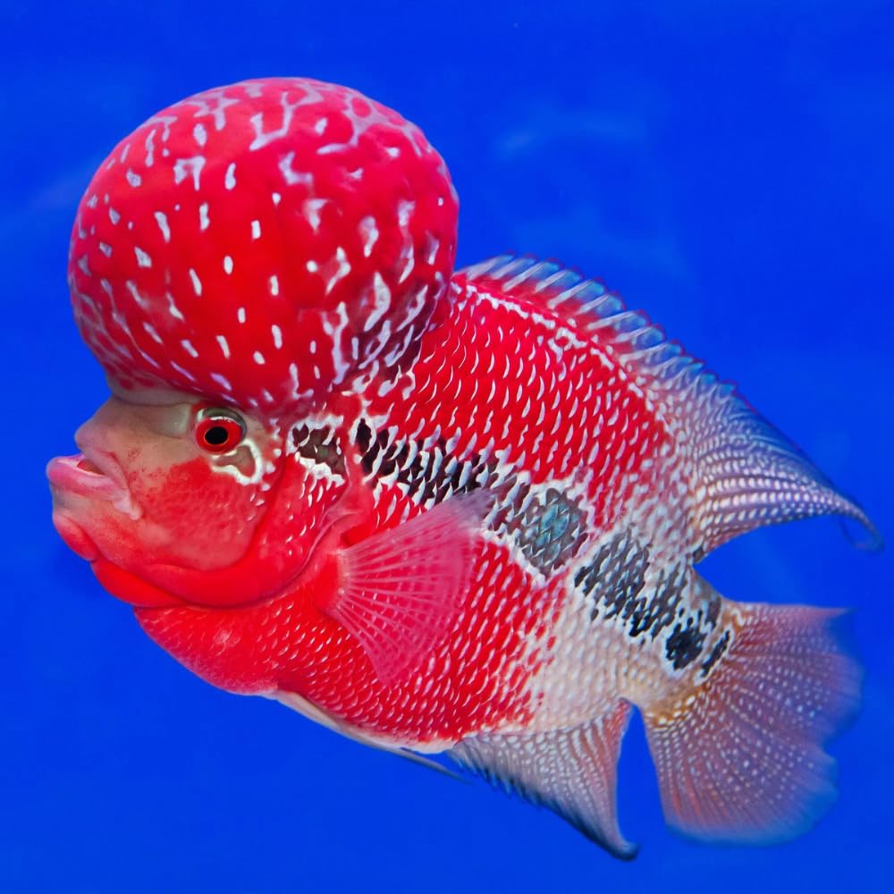 Aquaticheavens Red Dragon Flowerhorn Cichlid Juvenile 2″ - Live Fish for Aquarium Exotic Freshwater Live Fish, Live Aquarium Fish, Live Fish, Live Cichlid Freshwater Fish Freshwater Fish
