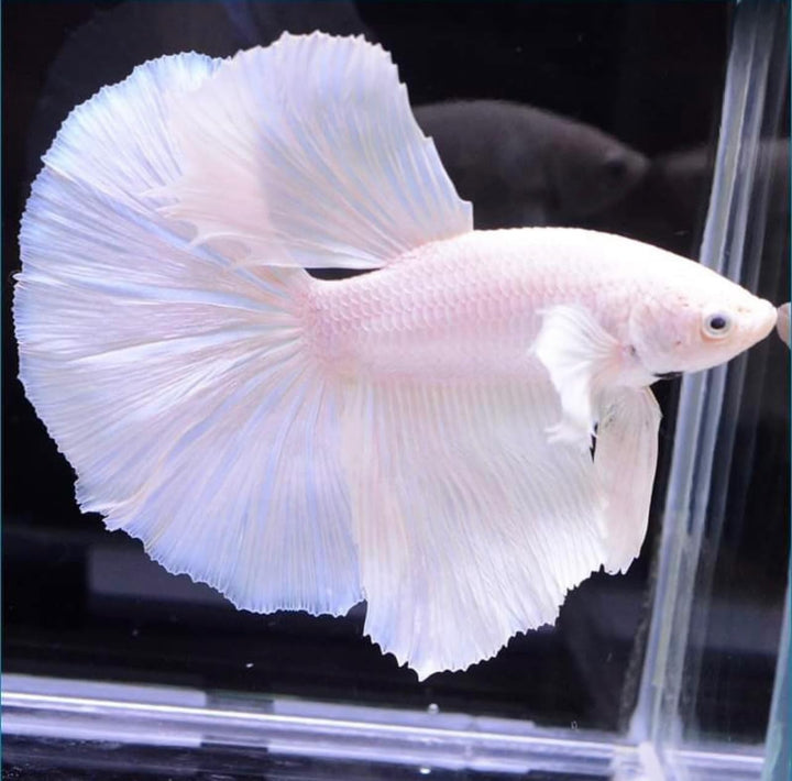 D&amp;A Tropical Live Fish-1 Male Halfmoon Betta Live Fish- Live Betta Fish for Pond, Fish Tank or Aquarium, Live Fish Freshwater (White)