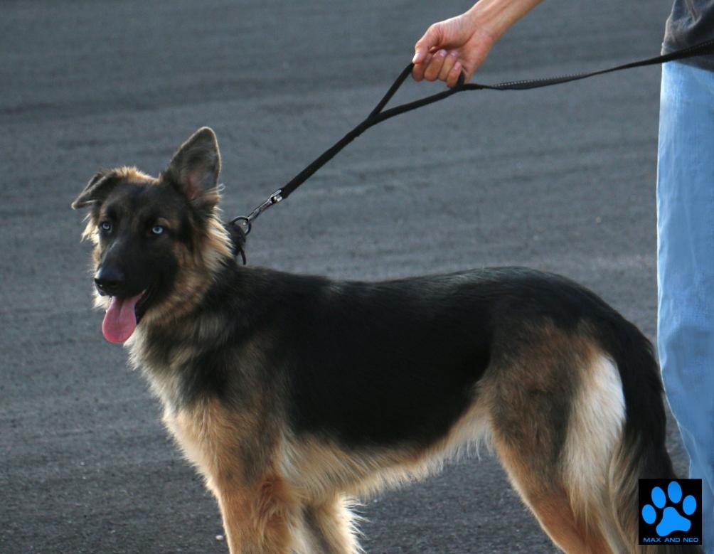 Max and Neo Double Handle Traffic Dog Leash - Reflective, Donates to Dog Rescue (Black, 6 FT)