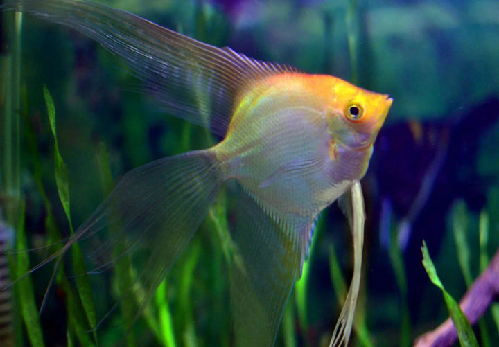 Santboz 6-Pack Angelfish – 2 Black, 2 Gold, 2 Koi (1.5–2 Inch) – Live Freshwater Aquarium Fish – Colorful Mixed Variety Pack – Peaceful Community Cichlids – Elegant Long-Fin Angels for Planted Tanks