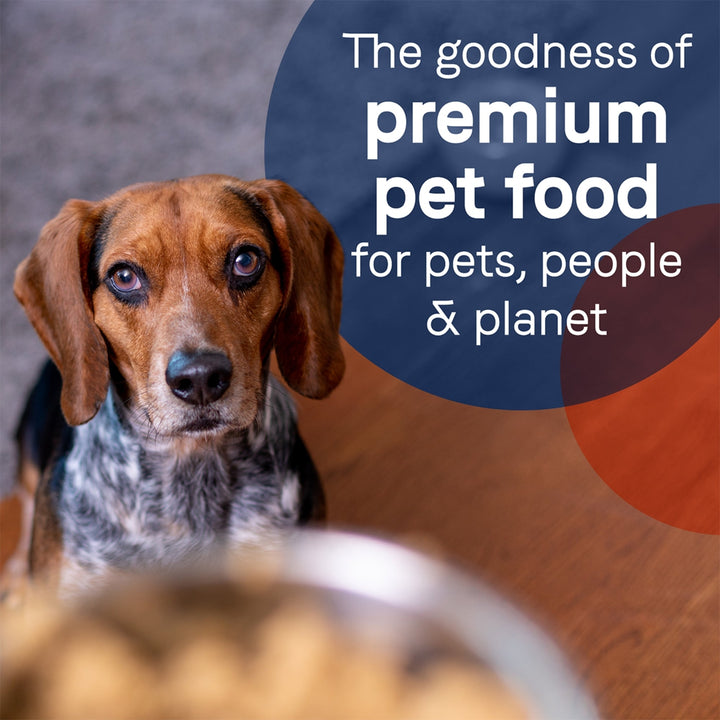 CANIDAE PURE Goodness GrainFree LID Canned Dog Food Salmon and Sweet Potato, 12ea/13 oz