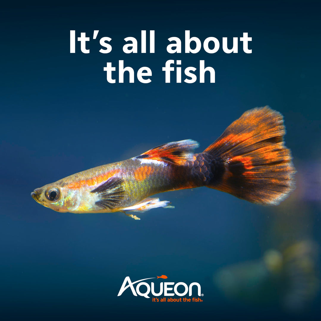 Aqueon Aquarium Starter Kit with Smart Clean Filtration and LED Lighting, Freshwater and Saltwater Fish, Perfect for Tetras, Guppies, Platies, 10-Gallon